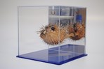 Display and Collector Cases